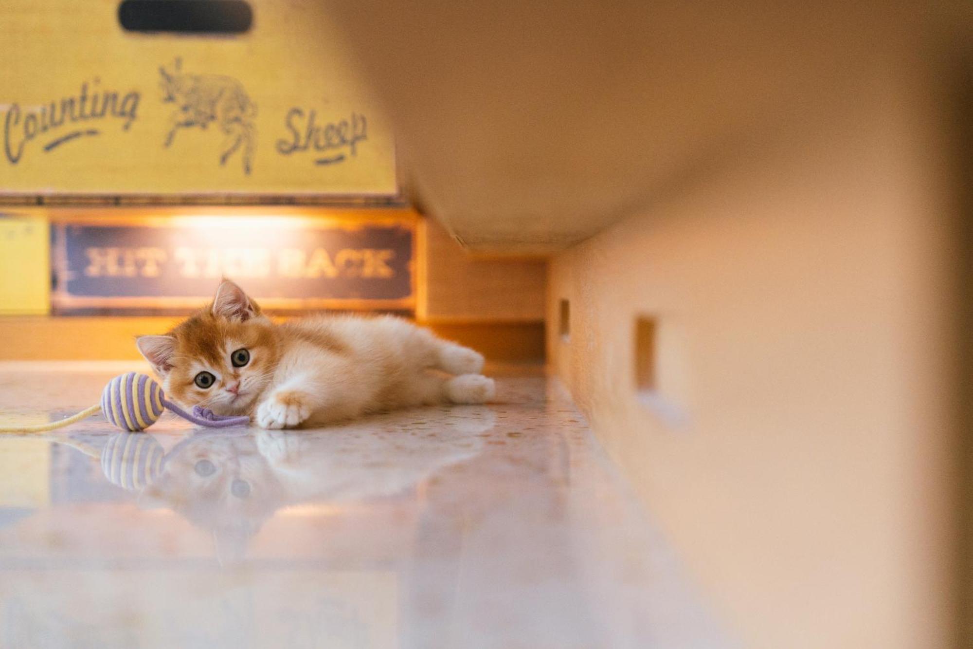 Hotel Indigo Kaohsiung Central Park By Ihg Exterior foto A kitten